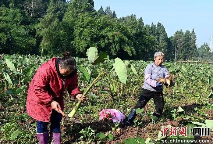 省媒体报道了南充“三农”这些工作MG不朽情缘媒体看南充 近期国(图25)