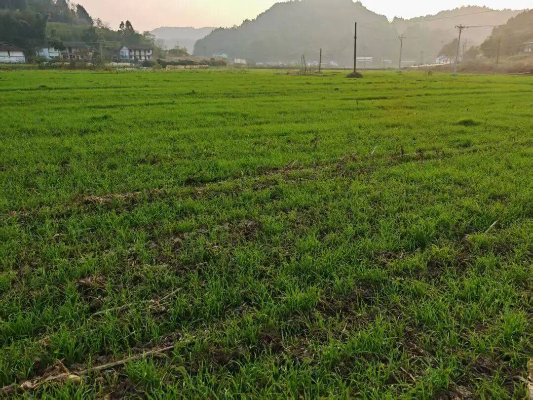 省媒体报道了南充“三农”这些工作MG不朽情缘媒体看南充 近期国(图31)